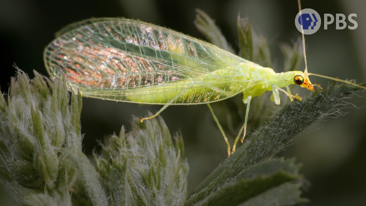 Lacewing Bachelors Vibrate to Find a Valentine | Deep Look