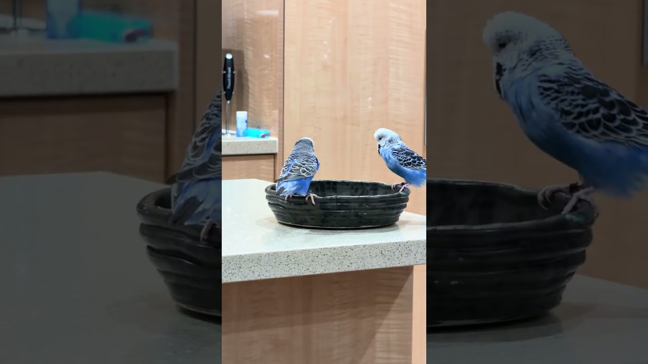 Budgie playtime