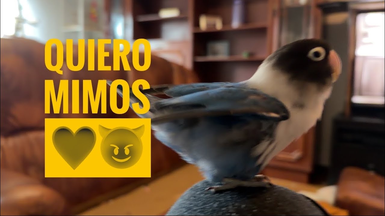 Ya va pidiendo mimos 🫣❤️ (1934)