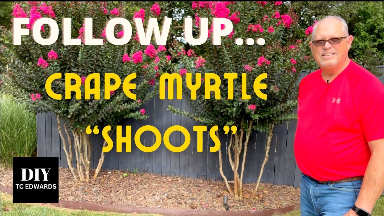Crape Myrtle Suckers? Do This Twice a Year