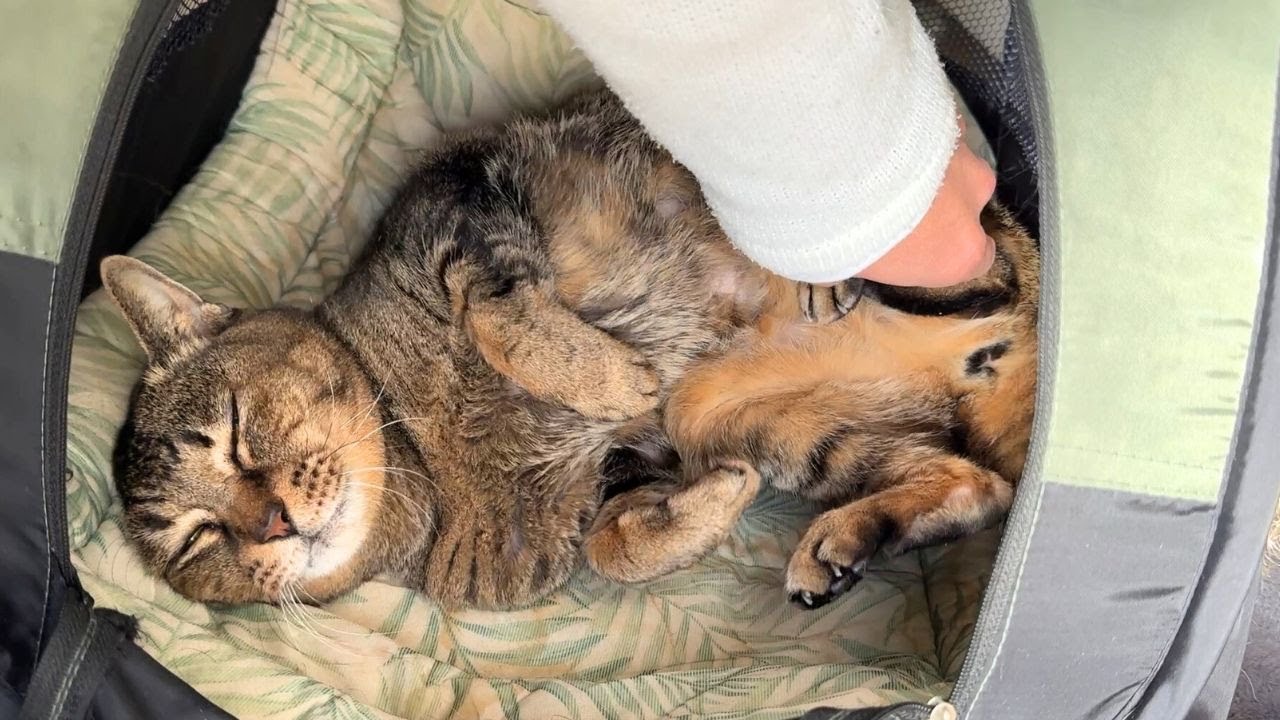 【猫の日常】猫をなでている時間は癒しです。Relaxing time with cats