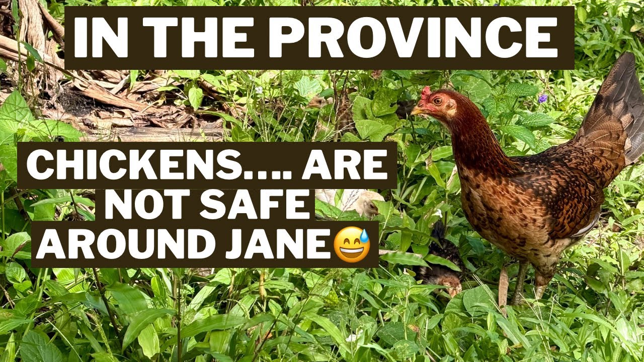 In The Province, Chickens Are  Not Safe Around JANE😅😅😅