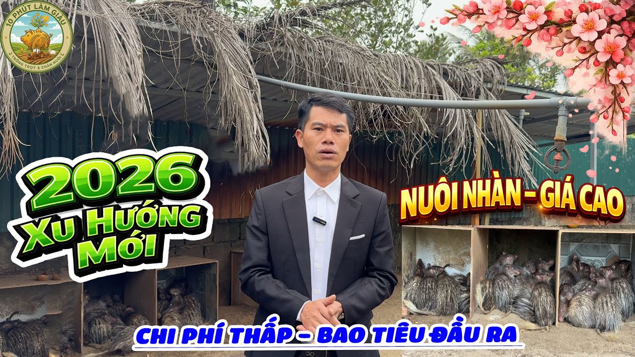 NUÔI CON DON – XU HƯỚNG CHĂN NUÔI NHÀN NHẤT 2026 | GIÁ CAO, DỄ NUÔI|10 PHÚT LÀM GIÀU