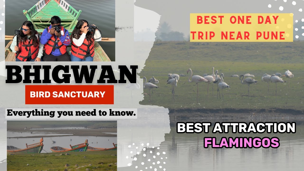 Flamingo watching in BHIGWAN Bird Sanctuary | Complete Tour | Bird Watching near Pune