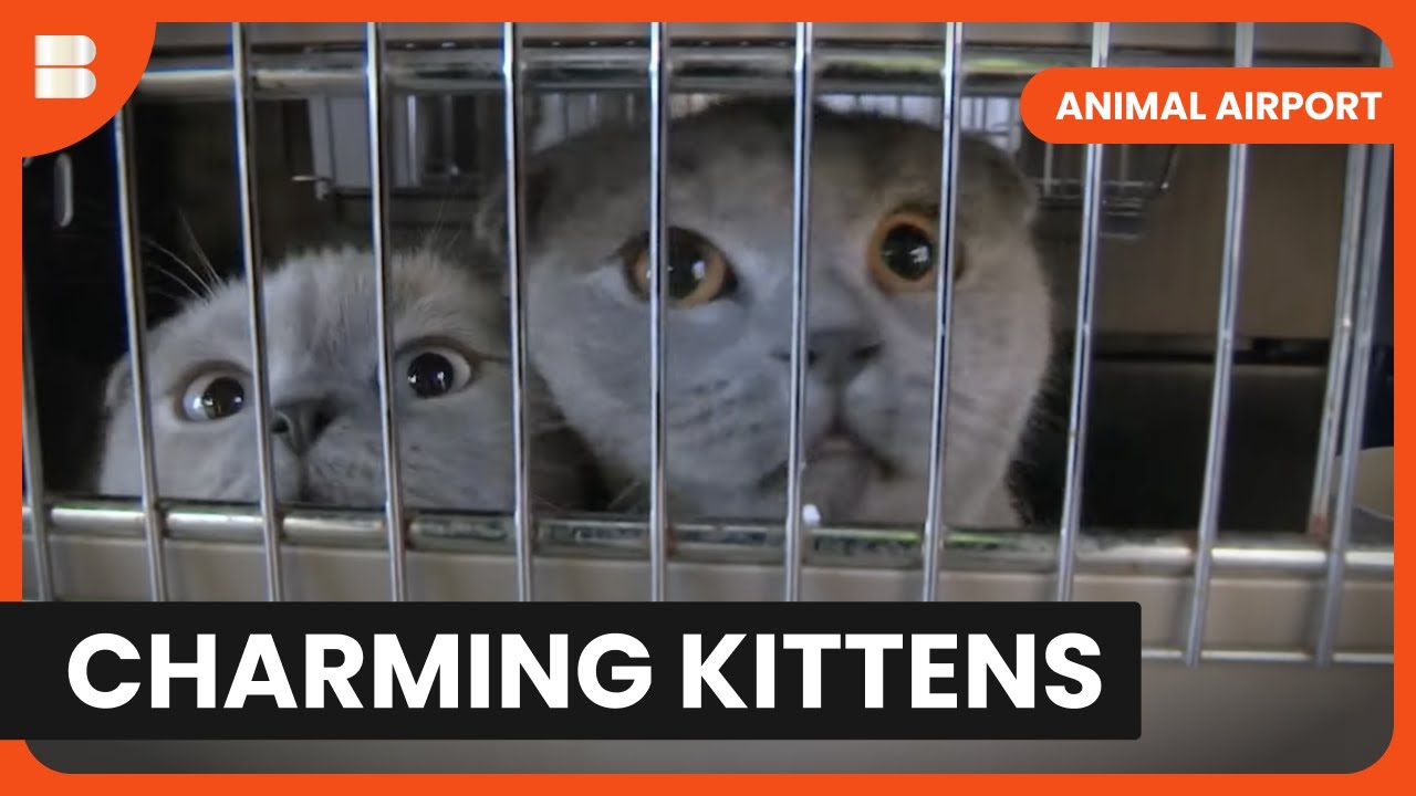 Arrival of the Kittens - Animal Airport - Animal Documentary