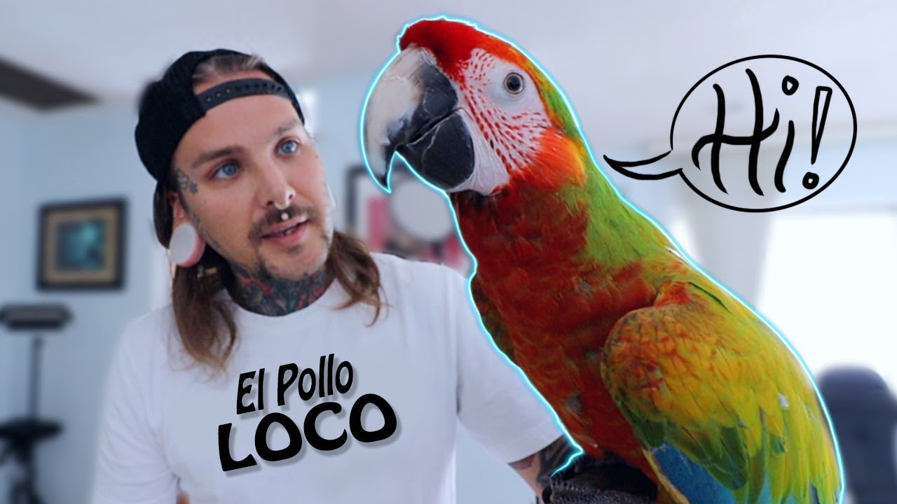 So you really want a bird? My Macaw is OUT OF HER MIND! LOL