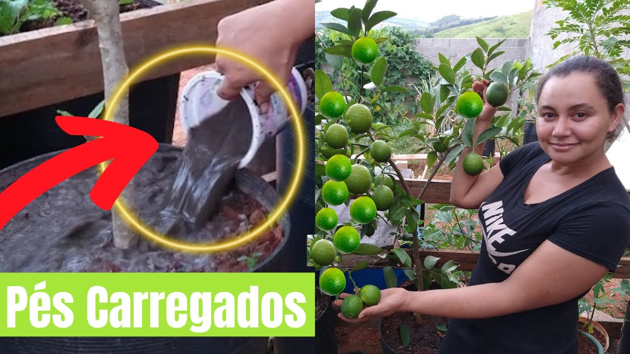 ESSE ADUBO FAZ CARREGAR DE FRUTOS, MUITO FÁCIL DE FAZER!!