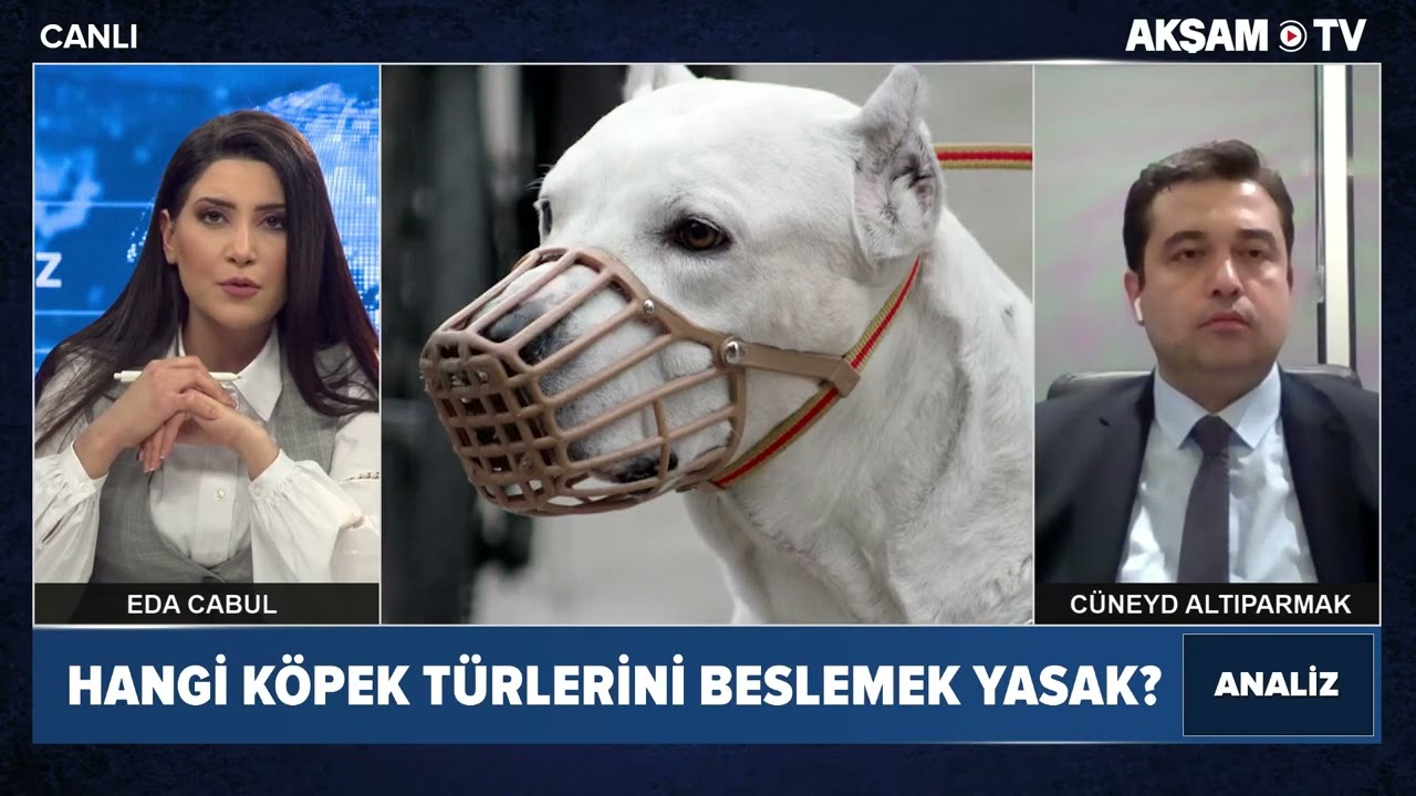 PİTBULL CİNSİ KÖPEK BESLEMEK YASAK MI?