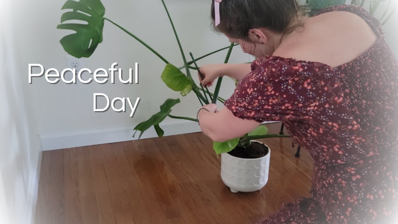 Re-potting my Houseplants