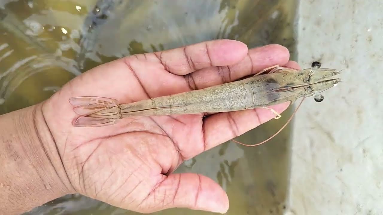 Shrimp health checkup