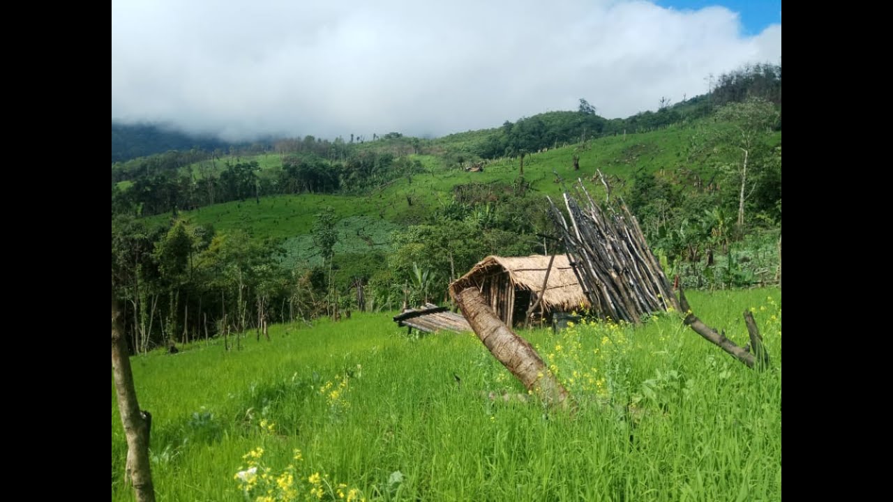 Ramhuaiin thlamah Pi Lianringi an sawisa hlum| Mizo tawnhriat