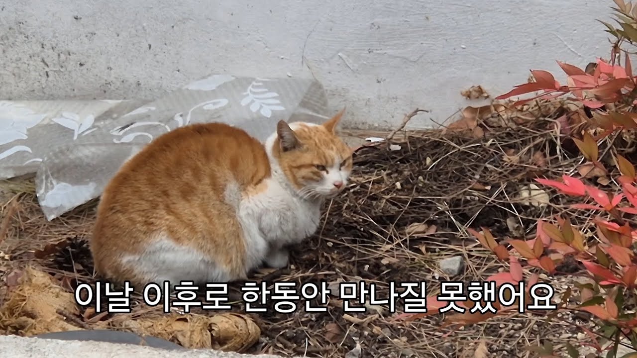 계속 눈에 밟히더니 해님이의 엄마라 더 그랬나 봅니다