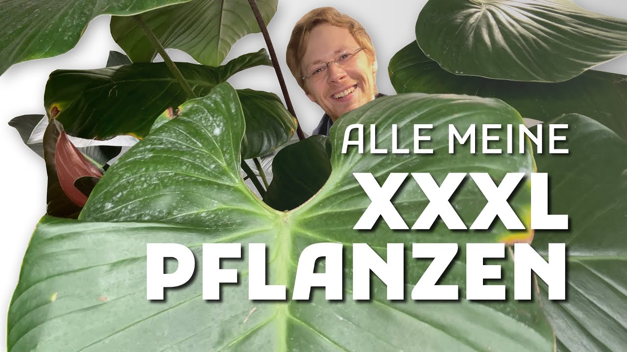 Meine größten Pflanzen! Diese GIGANTEN dominieren meine Sammlung 🌿