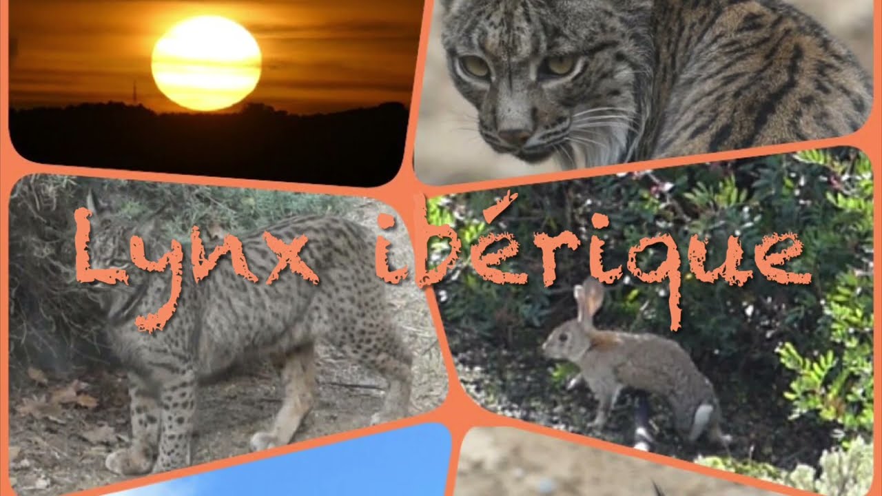 Lynx ibérique (pardelle)/ Lynx pardinus / Lince / Iberian lynx, Andujar, Andalousie, Espagne / Spain