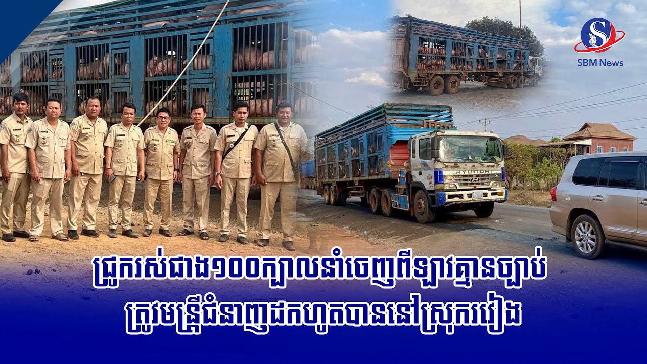 ជ្រូករស់ជាង១០០ក្បាលនាំចេញពីឡាវគ្មានច្បាប់ ត្រូវមន្រ្តីជំនាញដកហូតបាននៅស្រុករវៀង