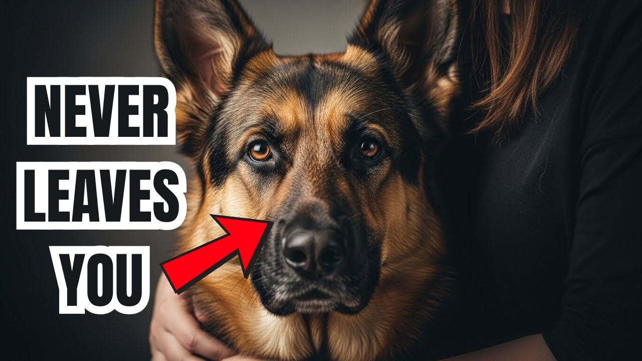 Why German Shepherds Are So Loyal (The Real Reason)