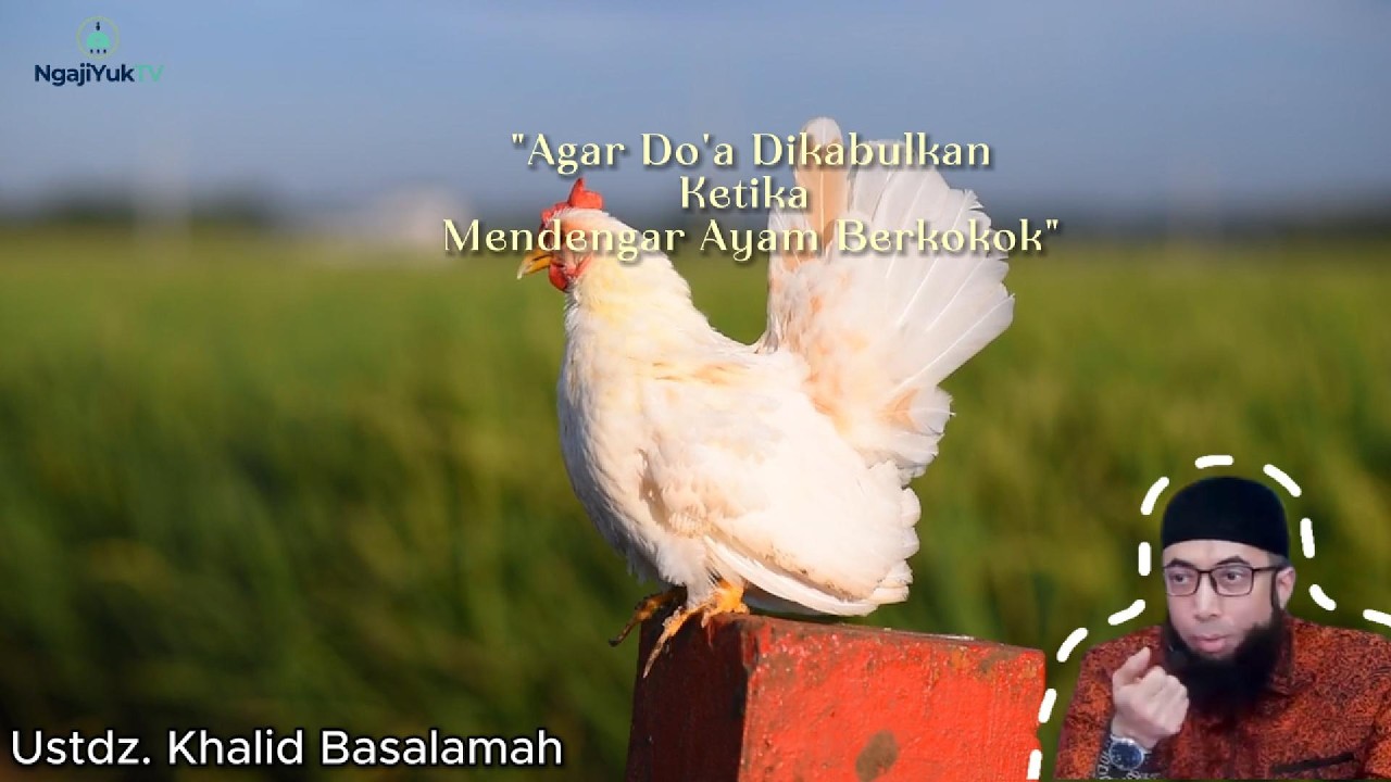 Agar Do'a Dikabulkan Ketika Mendengar Ayam Berkokok