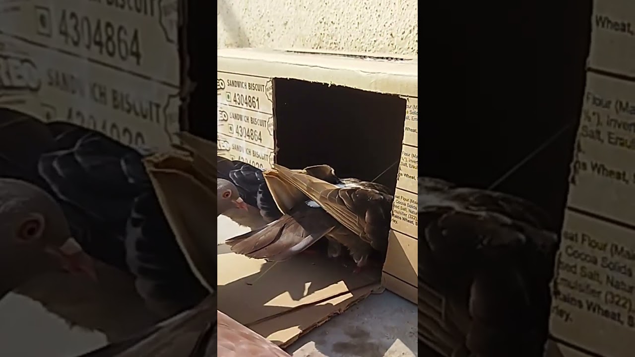 Easy Bird Trap That Work 100%😊 Pigeon trap #pigeons