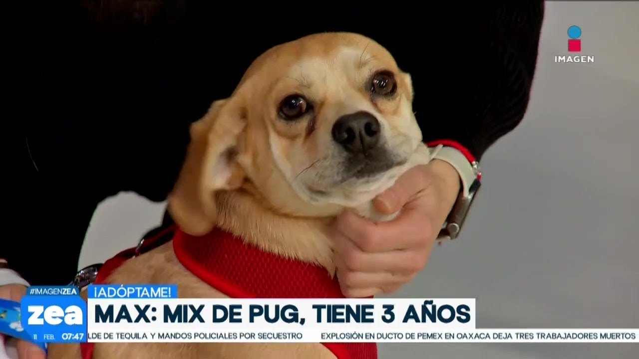 ¡Adopta no compres! Asia y Max están en busca de una familia amorosa | Noticias con Francisco Zea