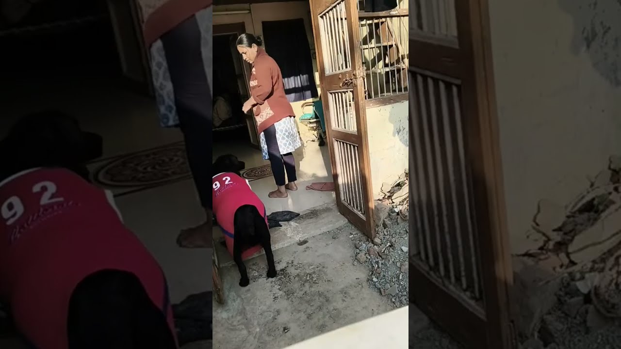Sonal Rawal is live! cute#Labrador#female#cute#family dog#Princy#cute#🥰🦮