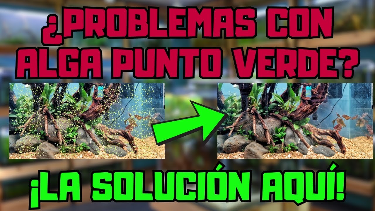 🚫 ELIMINA el ALGA PUNTO VERDE de tu acuario🚫 GUÍA DEFINITIVA y POR QUÉ APARECE