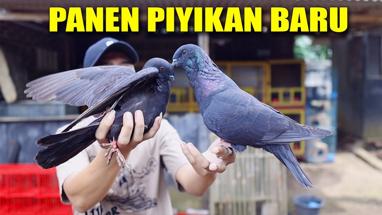 WAOOW‼️ AHIRNYA PANEN PIYIKAN MERPATI LAGI
