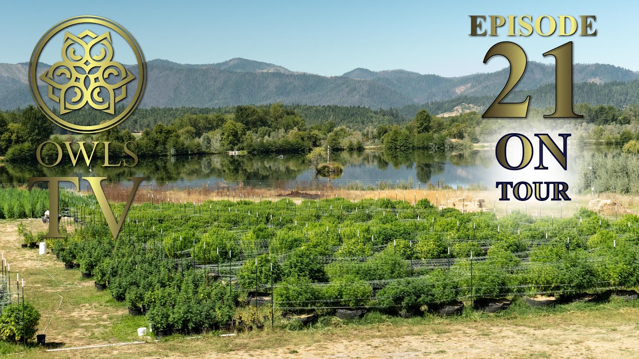 Owls TV - Episode 21: On Tour at Black Bottle Cannabis Company, Pt. 1