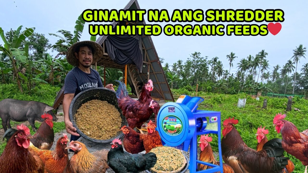 Ginamit ko na Ang shredder kaya mas marami organic na ang pwedi magawa at mas mabilis 