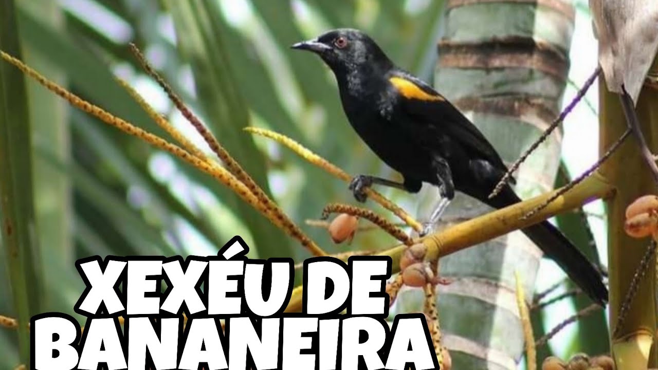 XEXÉU DE BANANEIRA (PRIMAVERA) CANTO MATEIRO PARA ENCARTAR E ESQUENTAR