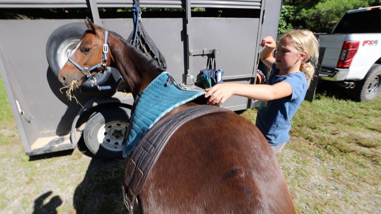 All Day (horse) Trailride PREP