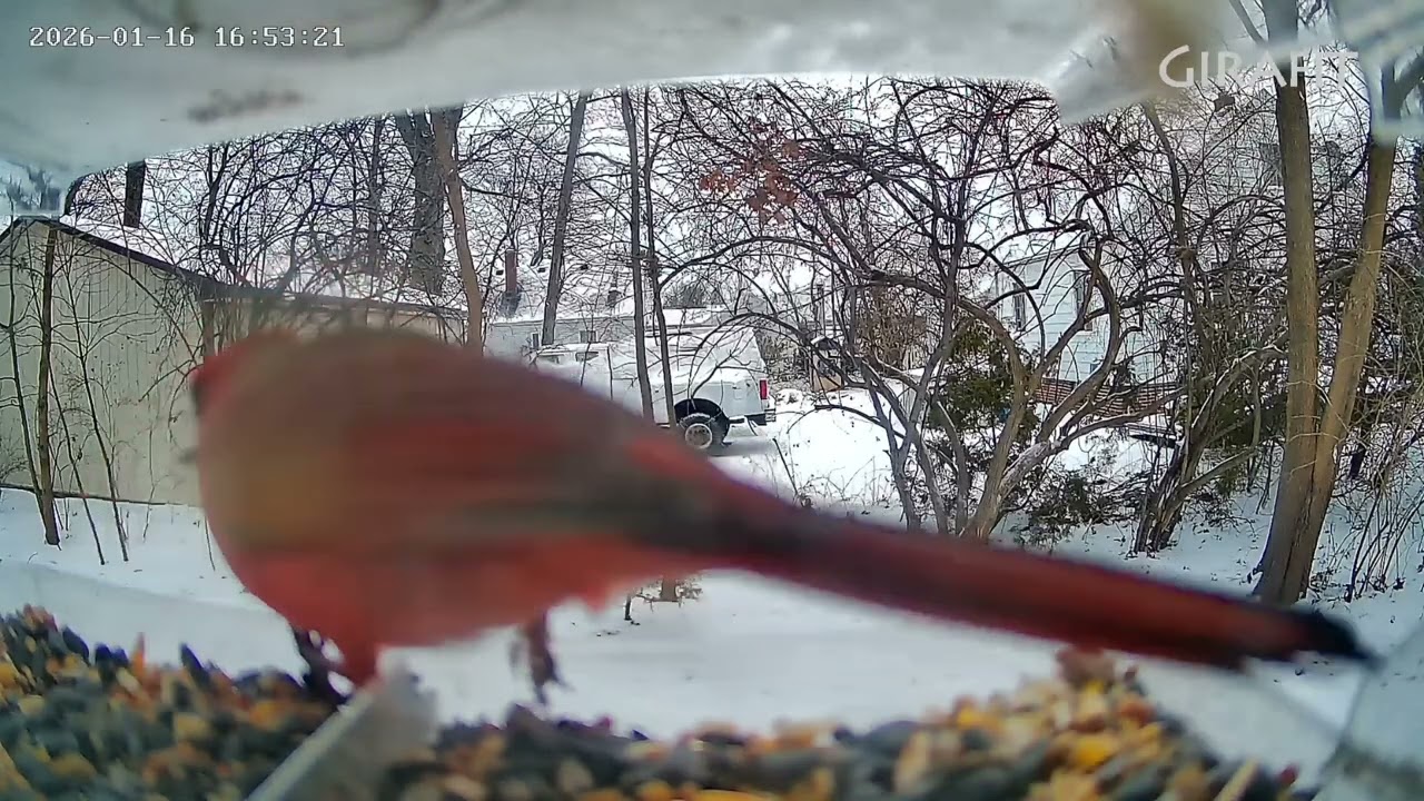 All the birds at my feeder 