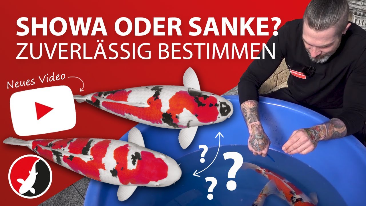 So unterscheidet man zuverlässig Showa und Sanke!