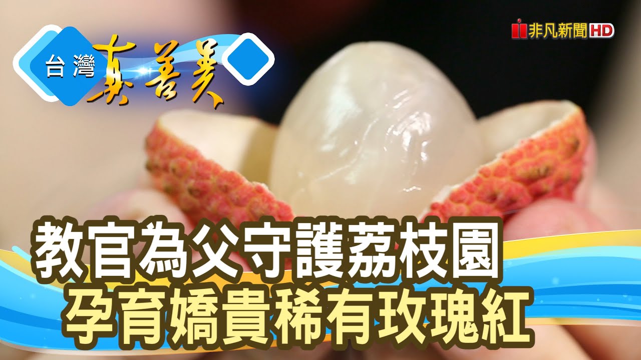 “玫瑰紅”荔枝界愛馬仕｜哈比果園｜【台灣真善美】2024.06.30