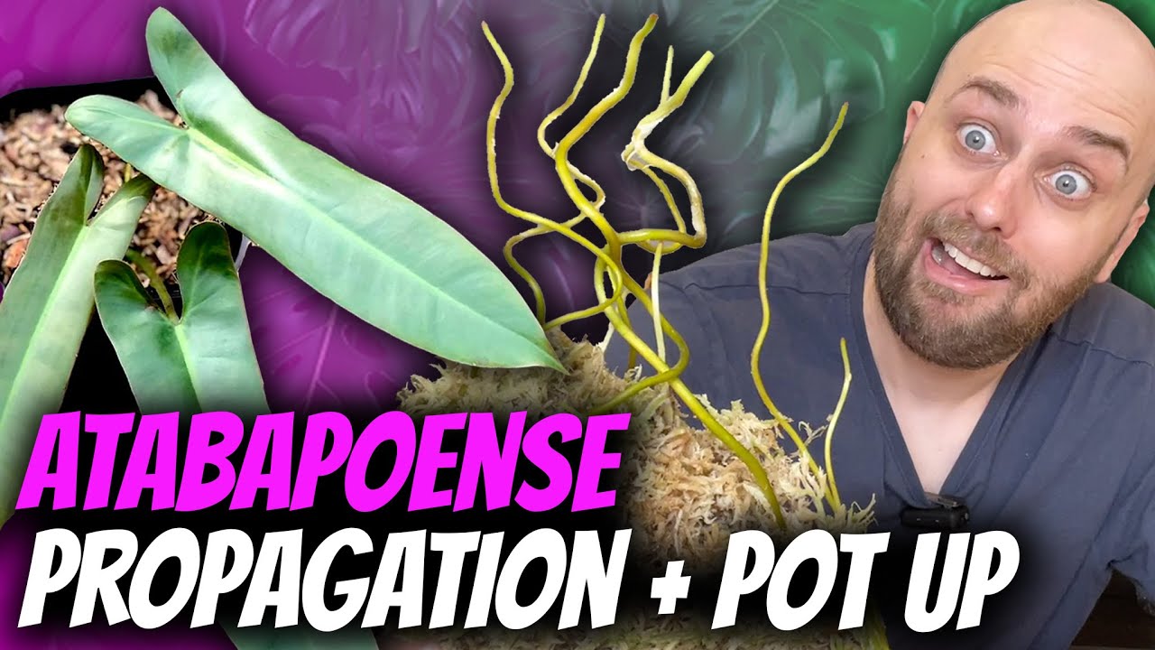 Philodendron atabapoense Ziplock Bag Propagation + Potting Up | Chatty Plant Video