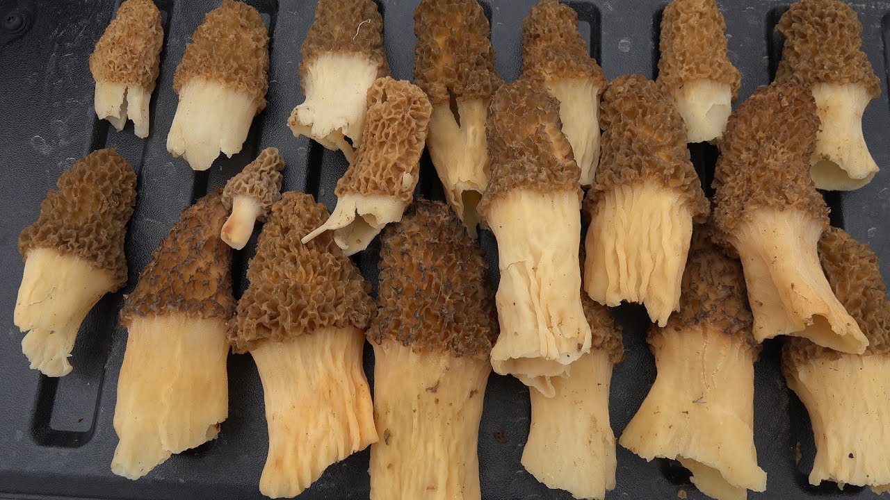 MOREL MUSHROOM HUNTING GUIDE + TREE IDENTIFICATION HOW TO FIND LOCATE HARVEST COOK STORE MORELS 2022