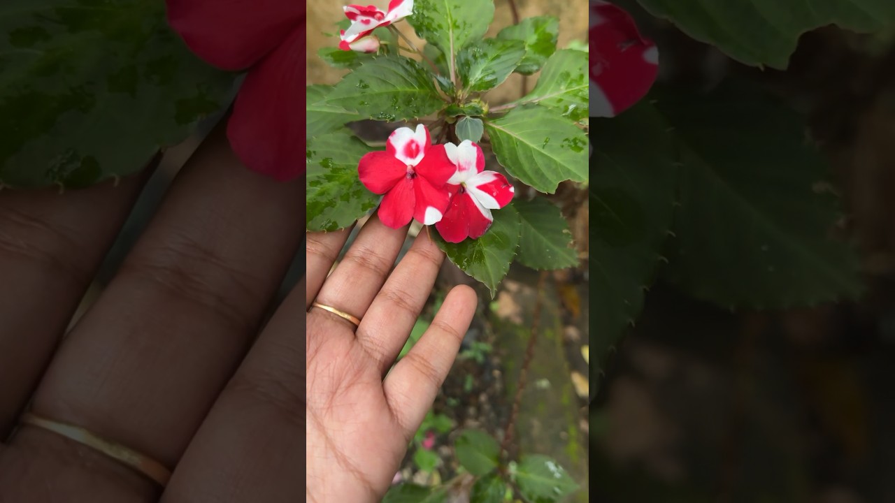 Variety flowers #malluvlogger #malayalam #gardening #gardeningtips #hd #garden #flowers #shortsvideo