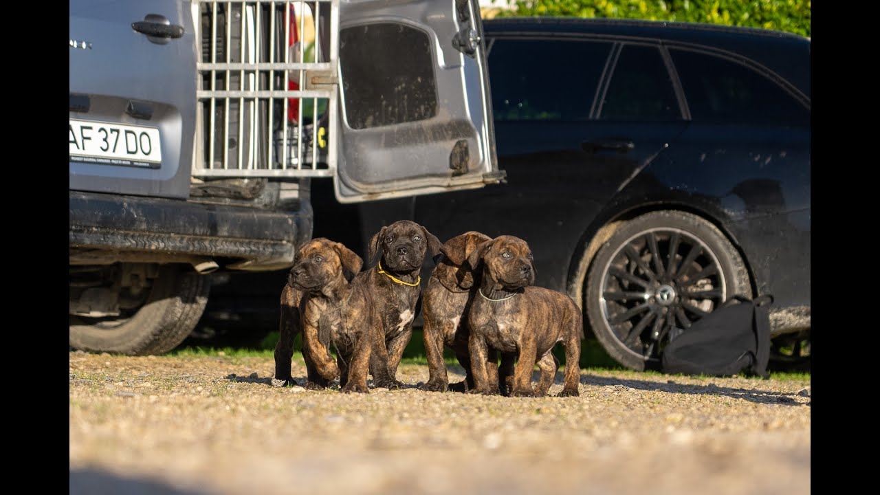 Brindle Boerboel Male Puppies For Sale