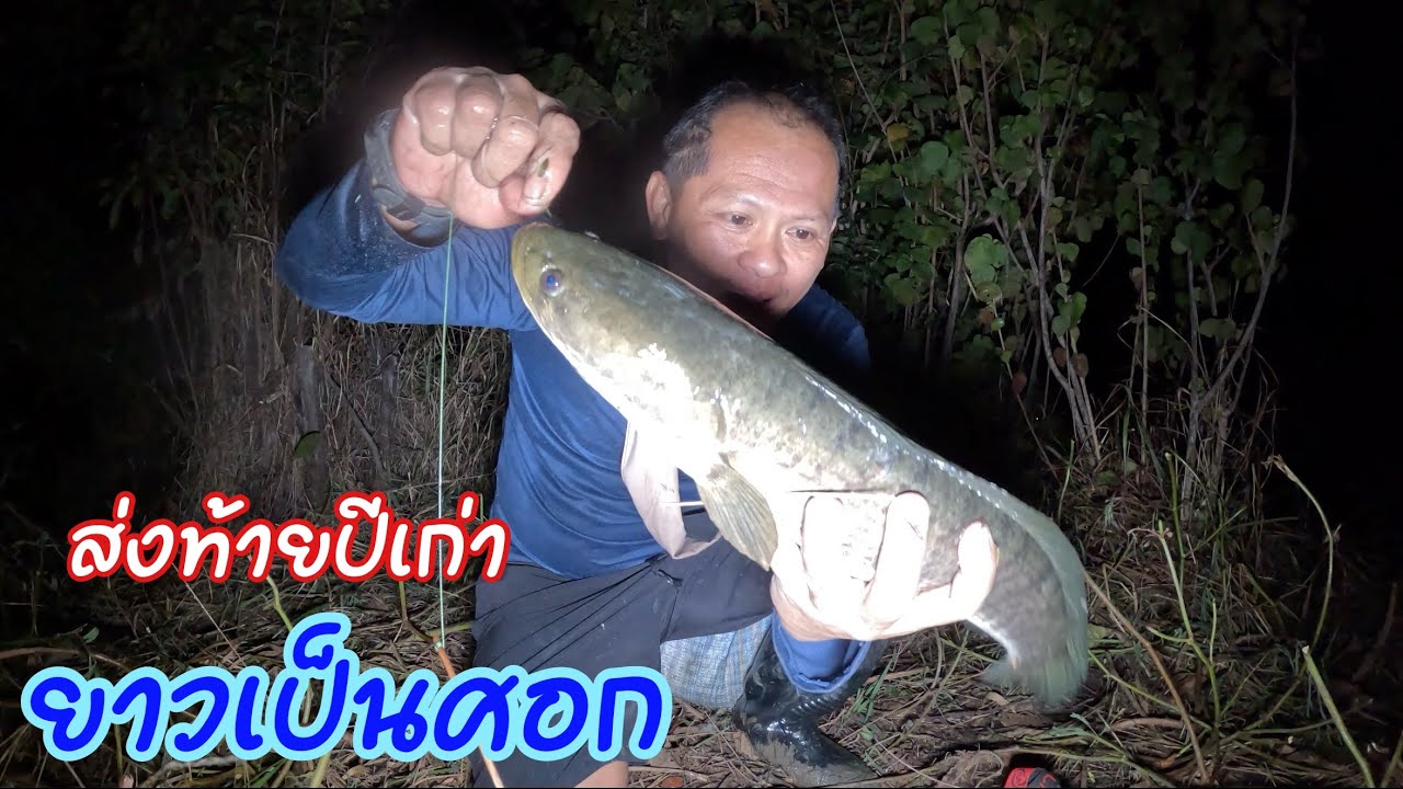 ไซส์โลมาอีกแล้ว ใส่เบ็ดเหยื่อเขียดอากาศหนาวๆส่งท้ายปี68 ตัวนี้ยาวเป็นศอก ครั้งแรกคิดว่าเป็นงู 