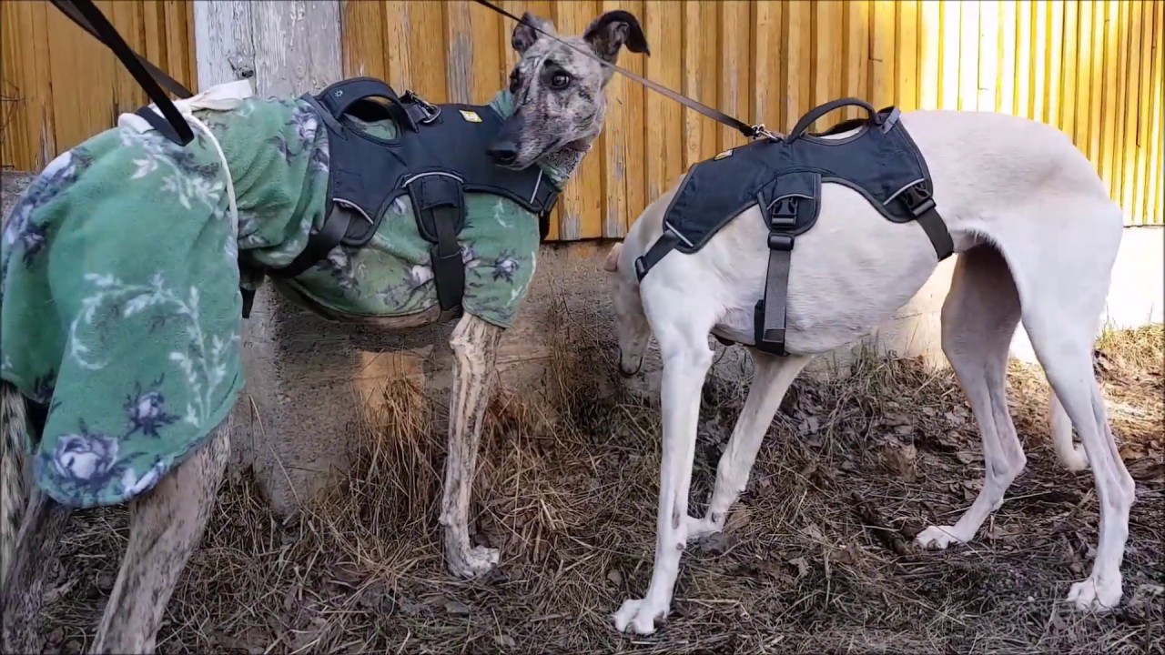 Saoirse (Libertad) from BaasGalgo arrives in Finland
