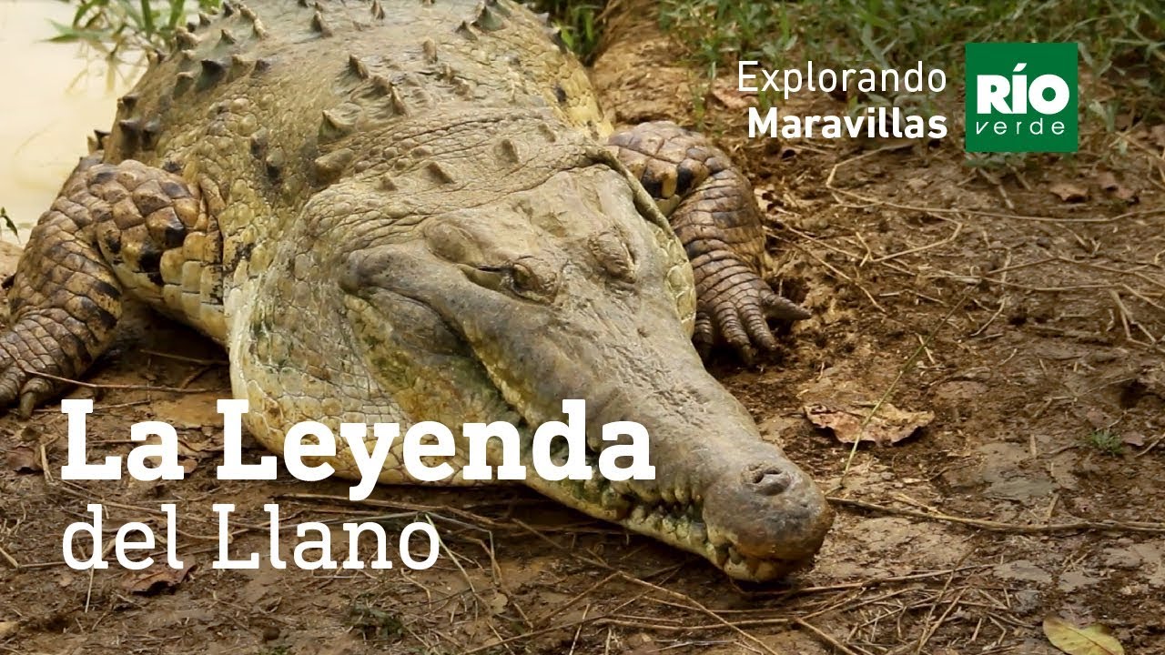 El caiman del Orinoco. La Leyenda del Llano - 2da temporada de 