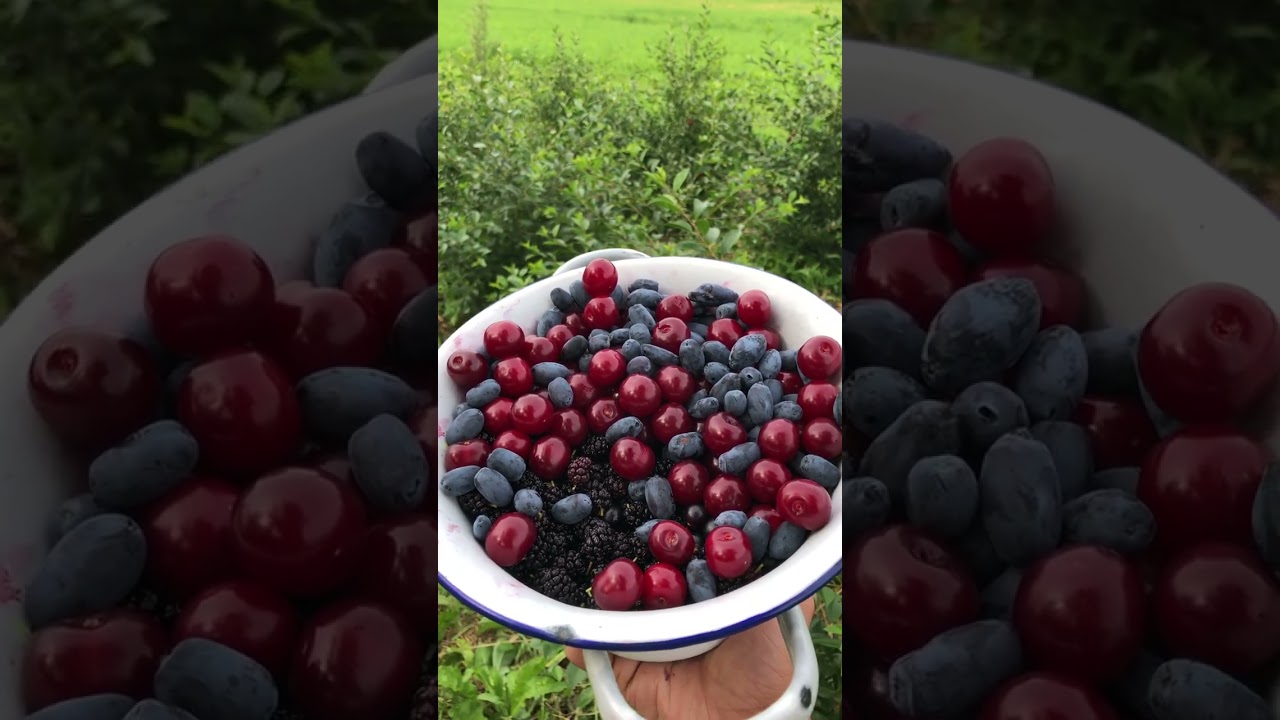 Perks Of Permaculture - Tart Cherries, Mulberries, and Haskaps