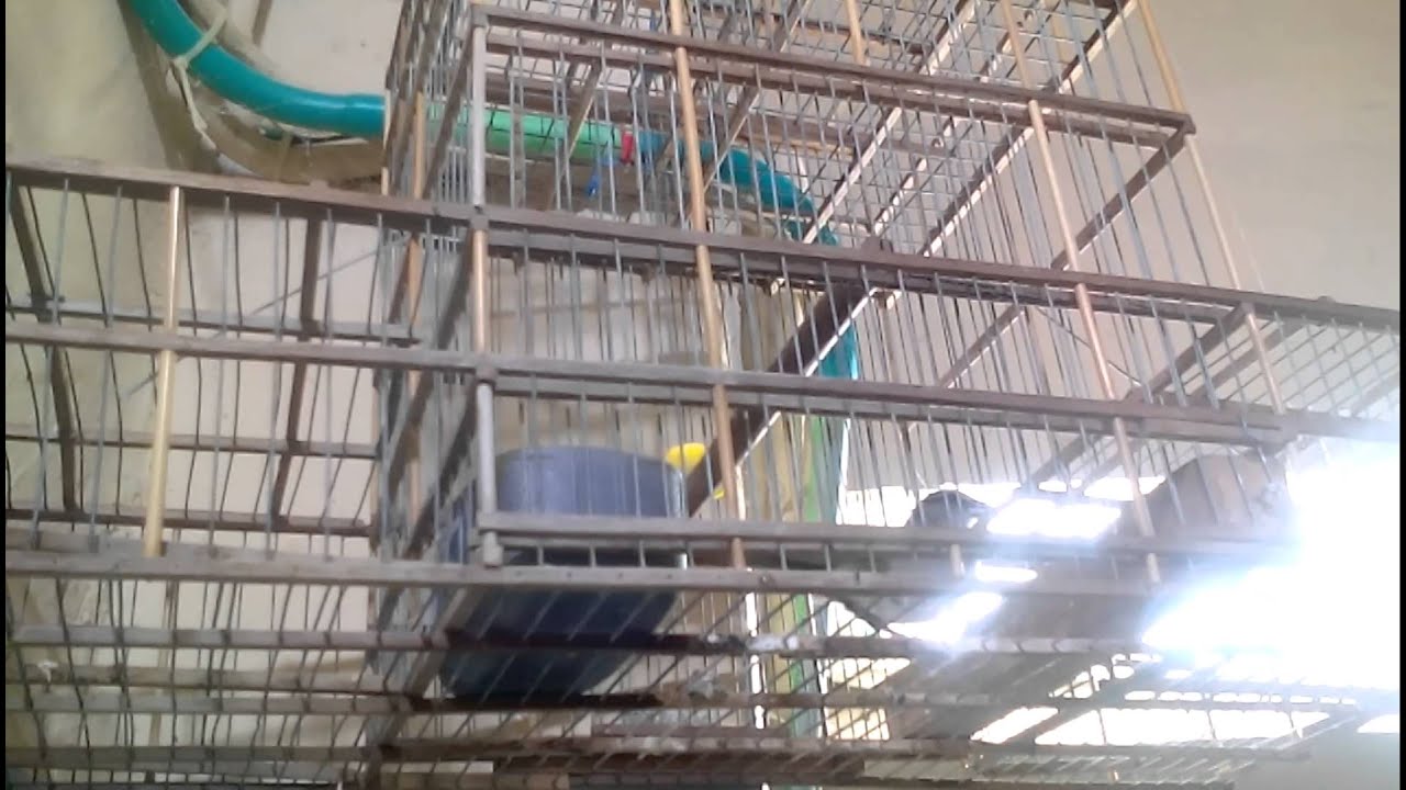 Tumba yegua el furia