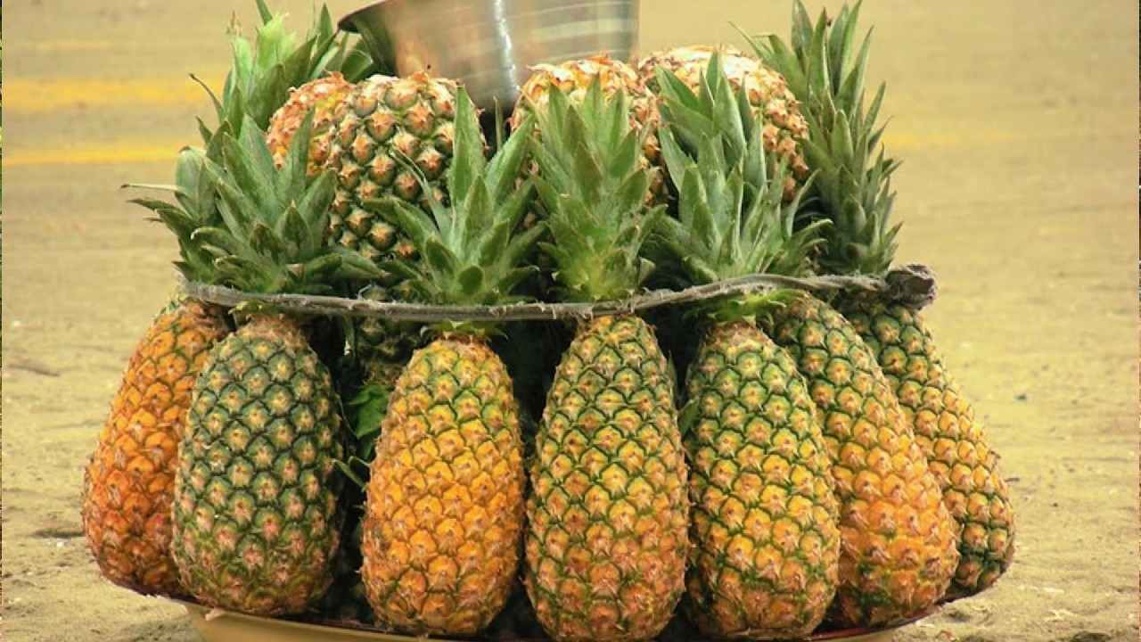 VARIETES D'ANANAS A LA FERME BOMOKO YA KONGO ( VILLAGE SONABATA)