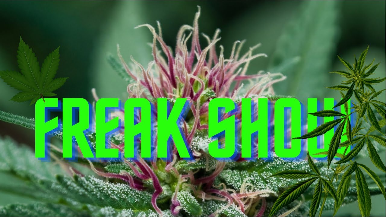 New* growing the strain &ldquo;freak show&rdquo; :) 19+ ONLY ! Not for kids! For education purposes only!