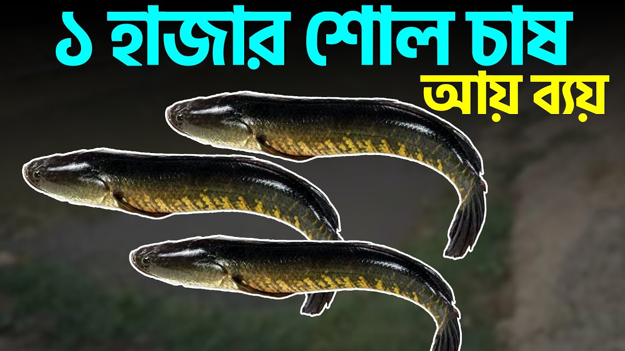 ১ হাজার শোল চাষের আয় ব্যয় || Shakib Agro || ভিয়েতনাম শোল মাছ চাষ || দেশি শোল মাছ চাষ