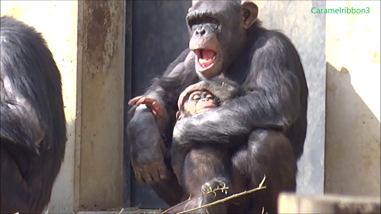 FEB 2015 Tama zoo chimps, Bonbon must be thinking Baby Fubuki is just so adorable