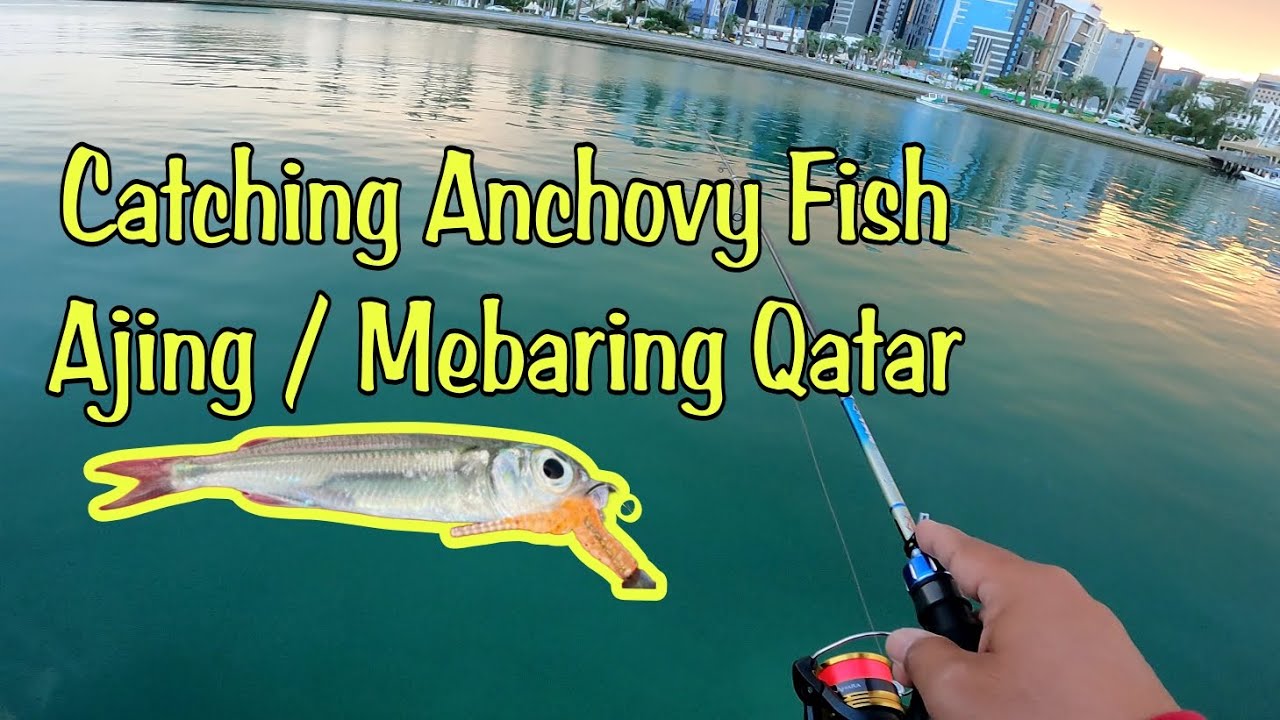 Catching Anchovy Fish - Ajing / Mebaring Qatar #ajing #mebaring #smallpelagicfish #qatarfishing