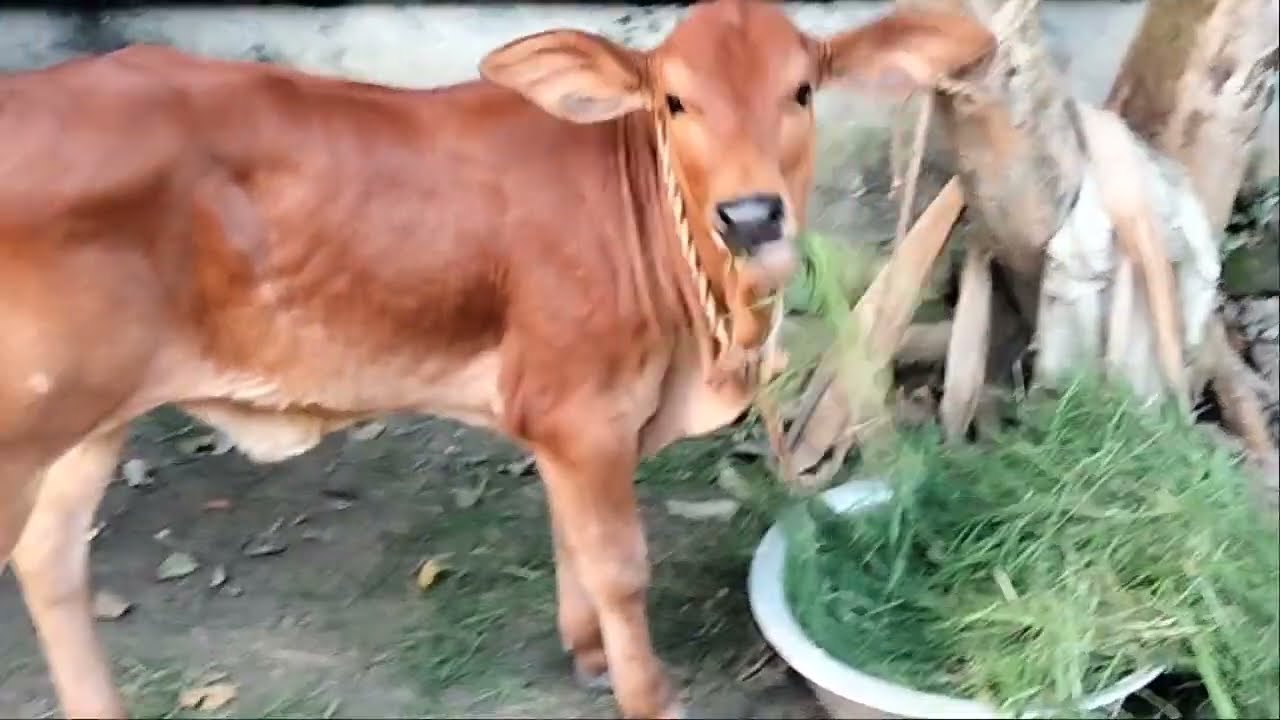 American dairy limited ..bull number 381088