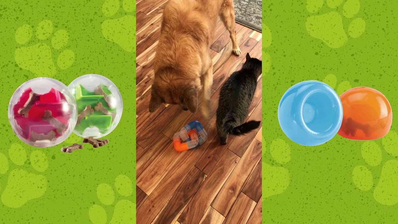 Bentley Plays with Planet Dog Eco-Friendly Dog Toy!