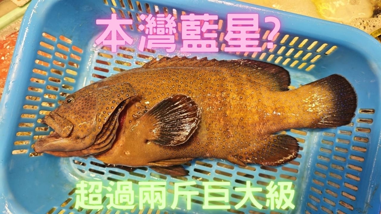 野生本灣藍星（斑點九刺鮨）？2斤5超巨大级,團年飯有正野,超勁好食👍😍~fishcutting香港海鮮~社長遊街市Seafood